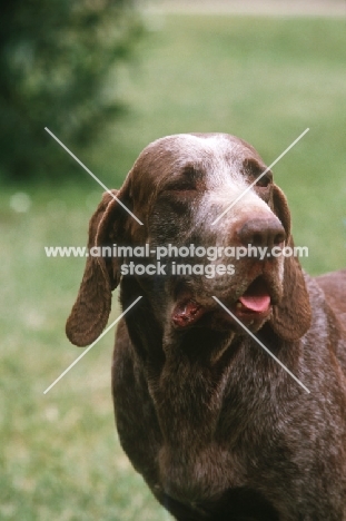 Burgos Pointer aka Perdiguero de Burgos