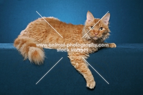 Laperm cat lying down on teal background