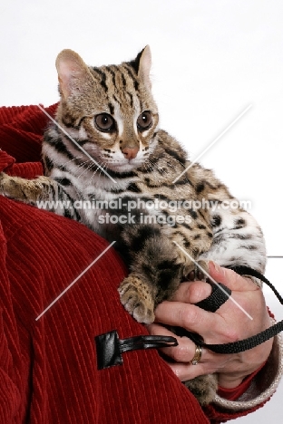 Brown Spotted Tabby Asian Leopard Cat, 8 months old, held by human