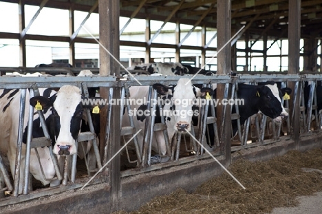 Friesians in barn