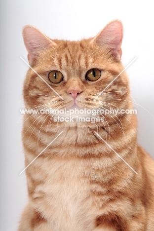 Red Classic Tabby Manx portrait