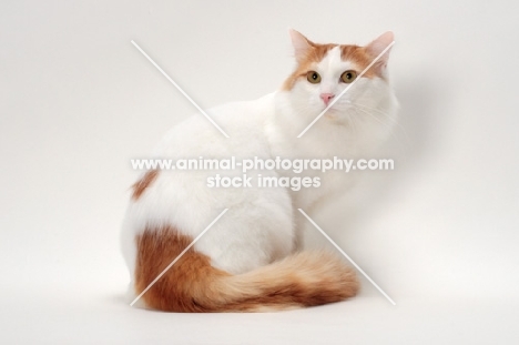 Turkish Van cat back view, Red Classic Tabby & White colour