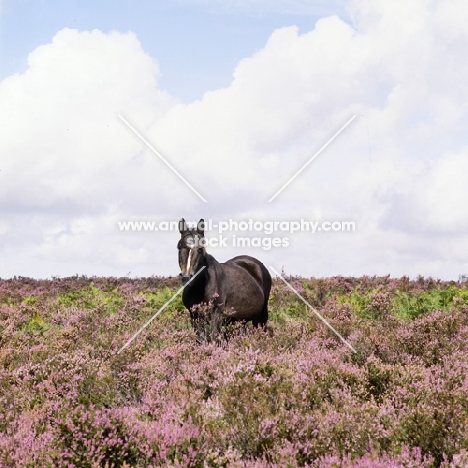 new forest mare in the new forest standing in heather