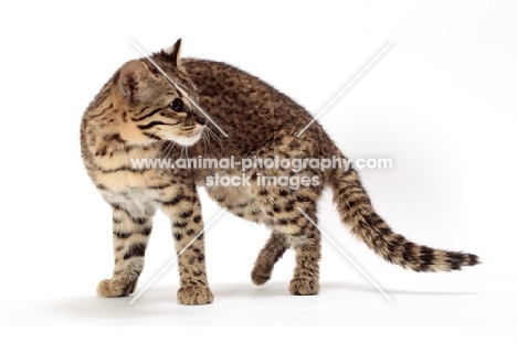 Geoffroy's cat walking in studio, Golden Spotted Tabby