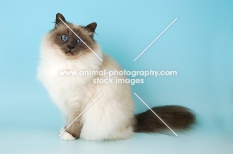 blue point Birman cat in studio