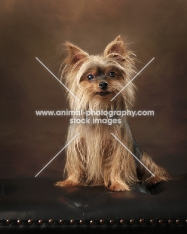 Yorkshire Terrier on couch, in studio
