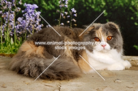 scottish fold cat lying down on tiles