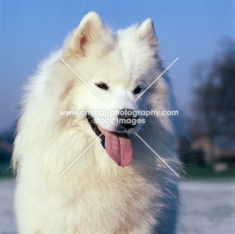 beautiful samoyed head study