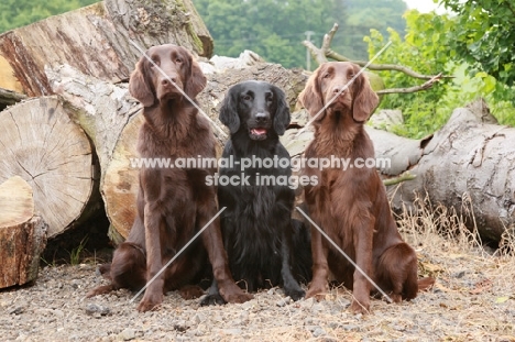 three Flatcoated Retrievers