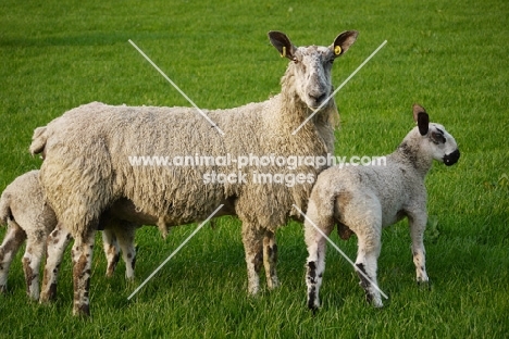 Bluefaced Leicester ewe and lambs