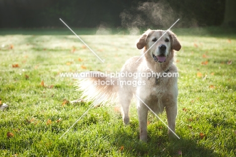 Golden Retriever in morning