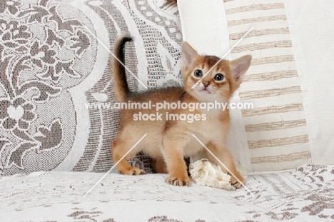 ruddy Abyssinian kitten on sofa