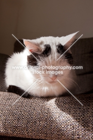 black and white cat sleeping on sofa