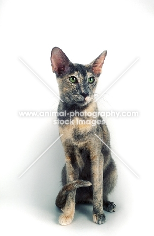 blue tortie Oriental Shorthair on white background