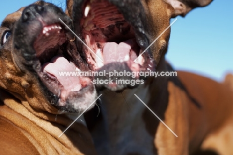 two Boxers playing