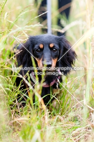 longhaired miniature Dachshund 