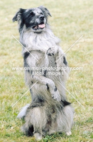 Harlequin coloured Pyrenean Sheepdog, standing on hind legs