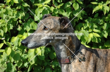 greyhound, ex racer, all photographer's profit from this image go to greyhound charities and rescue organisations