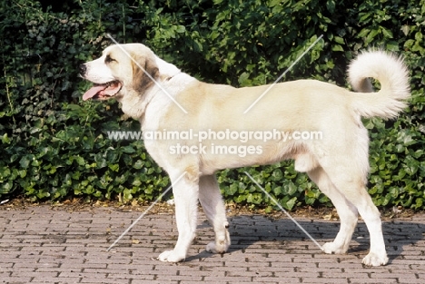 Central Asian Shepherd Dog, side view