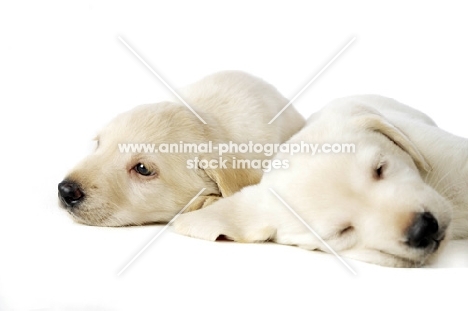 Sleepy Golden Labrador Puppies lying isolated on a white background