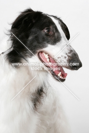 Australian Champion Borzoi, head study