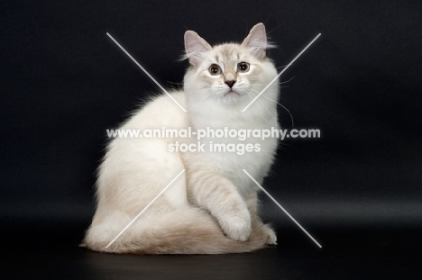 blue lynx point & white Siberian cat on grey background