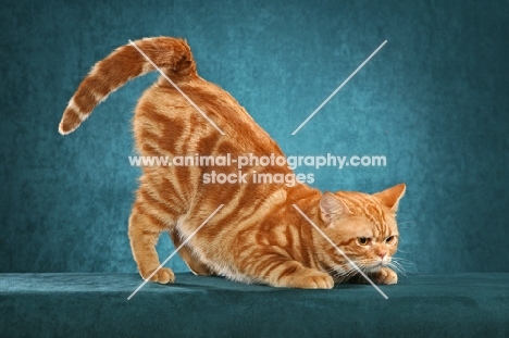 American Shorthair cat on teal background