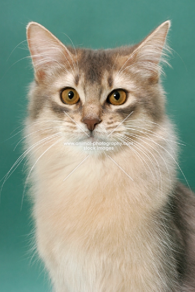 young Somali cat, blue coloured, portrait on green background
