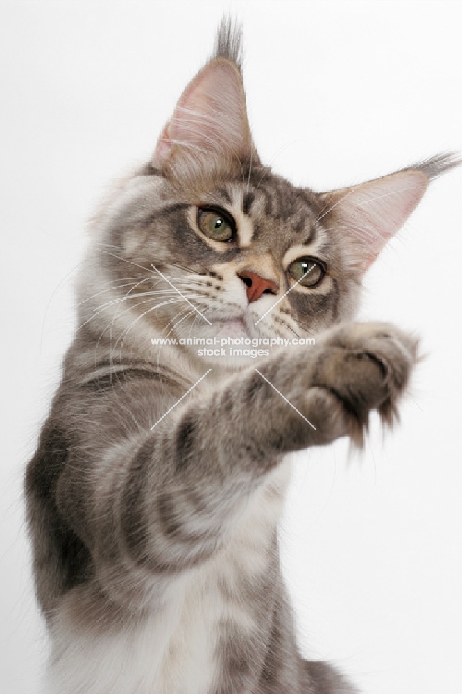 Blue Silver Classic Tabby Maine Coon, one leg up