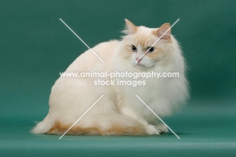 cream point Ragdoll, crouching