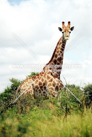 Giraffe