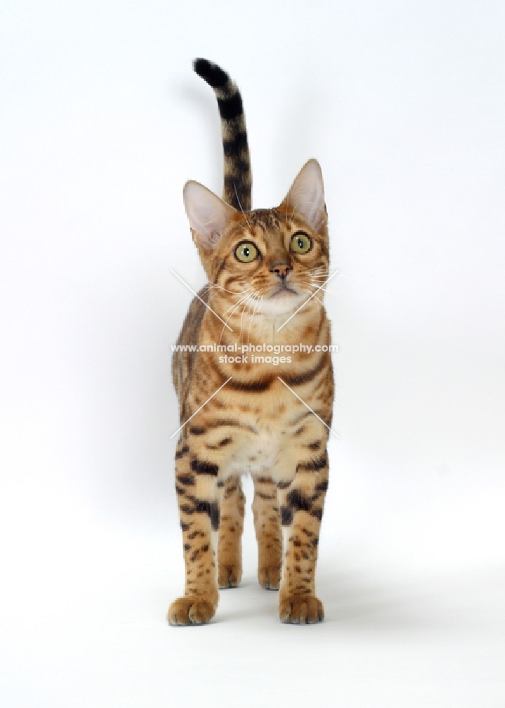 Brown Spotted Tabby Bengal front view