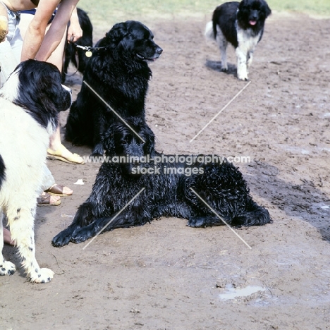 group of newfoundlands on a muddy beach