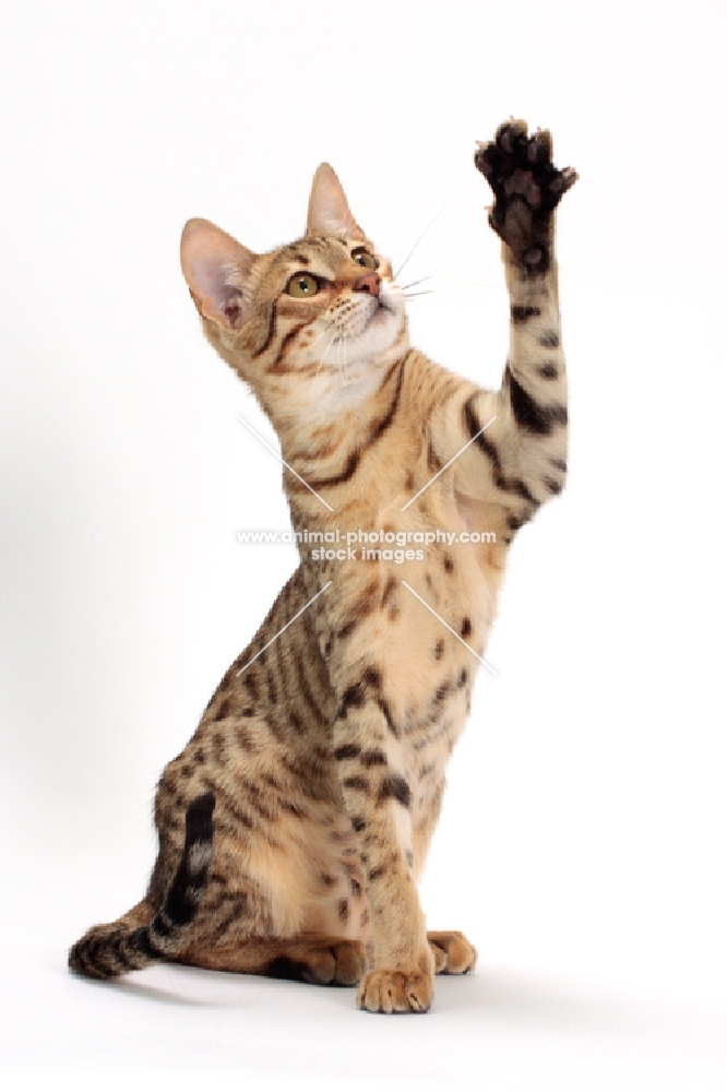 female Savannah cat on white background reaching out