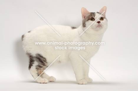 Blue Classic Tabby and White Manx