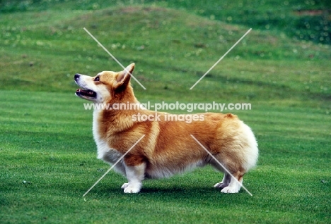 pembroke corgi,  