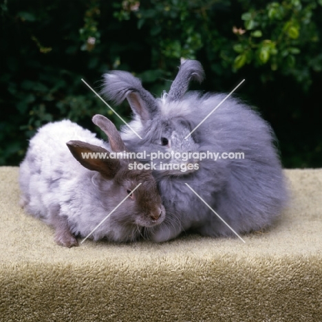 two angora rabbits, one clipped one unclipped