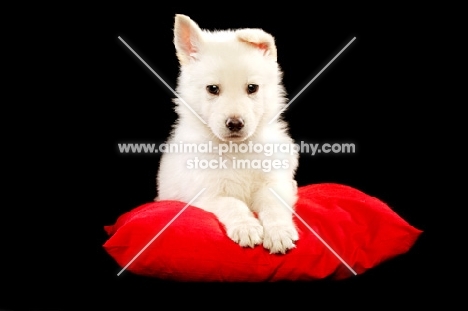 German Shepherd (aka Alsatian) puppy lying on a red cushion isolated on a black background