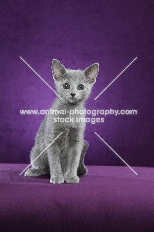 10 week old Russian Blue kitten on purple background
