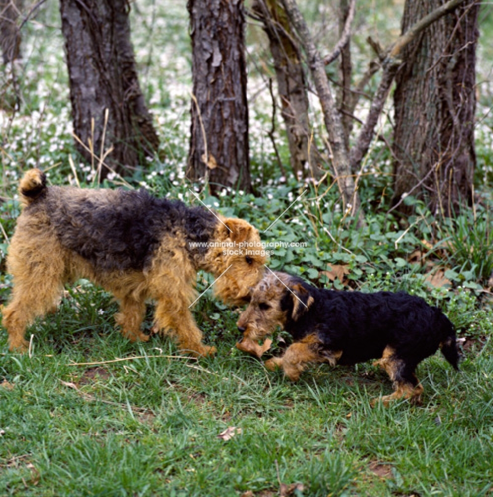 am ch ja-mar's felstead, welsh terrier with puppy bear hill's mr jinks