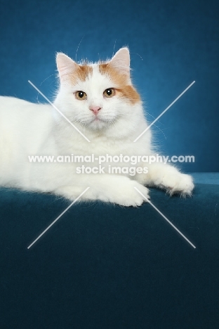 Turkish Van