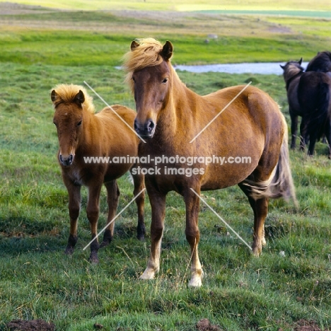 Mare and foal Iceland Horse at Sauderkrokur