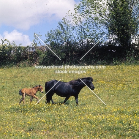 dartmoor mare with foal , (when adult HOYS finalist and third in that event, leading brood mare of her day)