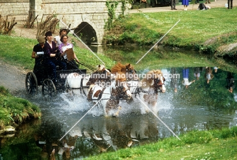 karen bassett's shetland pony team  crossing a river during a driving marathon