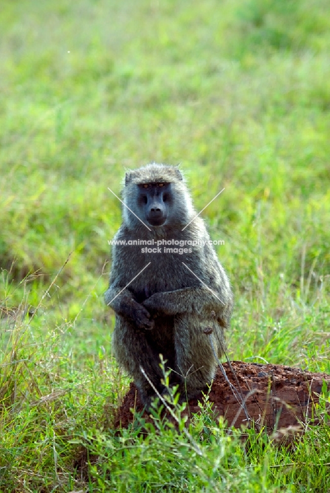 baboon sitting in a field