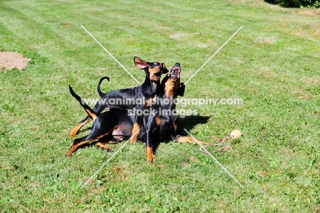 Deutsche pinscher bitch playing with puppy