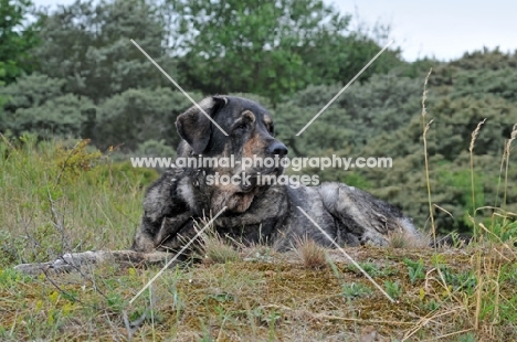 Spanish Mastiff (Mastin Espanol), lying down