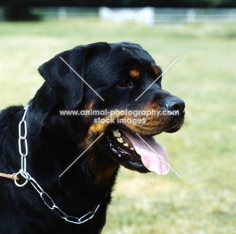 rottweiler from chesara kennels head study