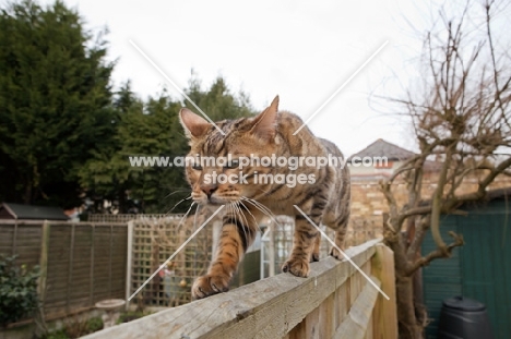 Bengal cat walking along fence