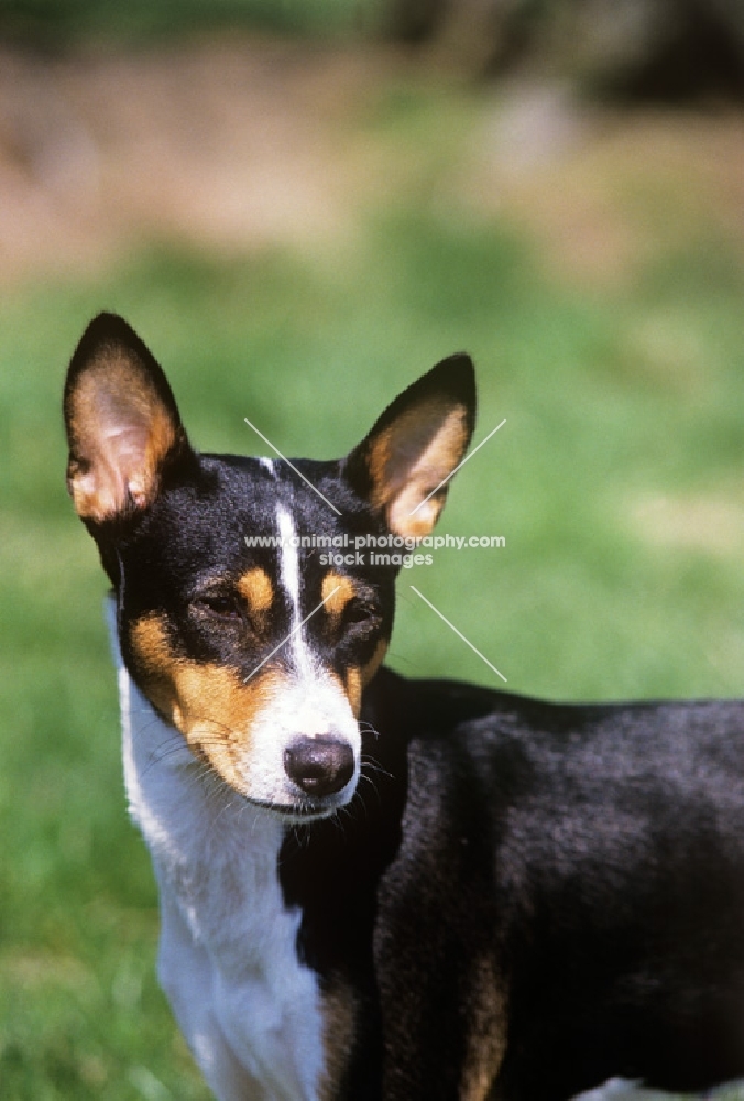 tri colour basenji, portrait